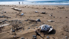 Avian flu suspected to be responsible for thousands of dead seabirds washed up on Canada's Eastern Shore