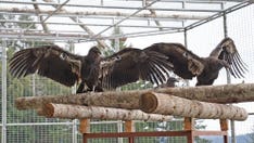 Endangered California condors released in Redwood National and State Parks for first time since 1892