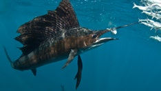 Woman, 73, stabbed by 100-pound sailfish that leapt from water off Florida coast