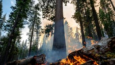 Intentional fires helped save Yosemite sequoias from wildfire, ecologist says