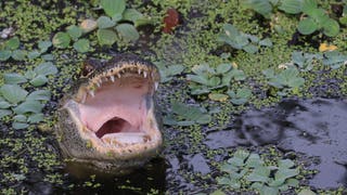 Triathlete who survived alligator attack tells harrowing story of his escape: 'I got super lucky'