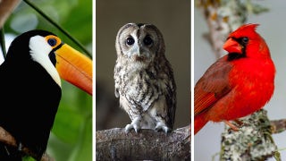 NOMBRA ESE PÁJARO: ¿Puedes hacer coincidir estas hermosas aves con sus nombres correctos?