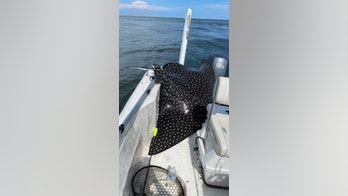 In Alabama, rare 400-pound spotted eagle ray jumps into boat, gives birth