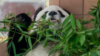 Mexico City's oldest panda has died at the age of 35