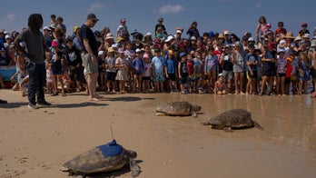 Israel rescued sea turtle released back into the wild
