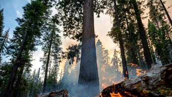 California forest fire rages on as firefighters protect the Yosemite sequoia trees