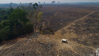 Brazilian Amazon sees record deforestation in 2022