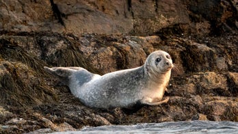 Federal government investigating seal deaths linked to avian flu