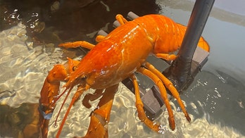 Rare orange lobster saved by Florida Red Lobster restaurant: '1 in 30 million'