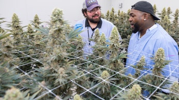 Baseball Hall of Famer David Ortiz unveils cannabis products: 'I embraced the flow of the flower'