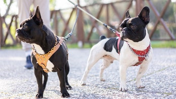 NYC French bulldog meetup sparks online conflict: 'It's dangerous'