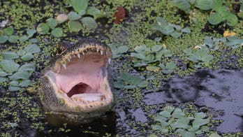 Triathlete who survived alligator attack tells harrowing story of his escape: 'I got super lucky'