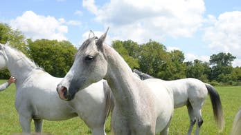 Tennessee state, university officials to conduct census on equine industry