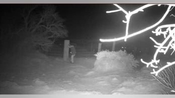 Las Vegas police search for suspect after multiple horses shot dead 'at close range' over several months