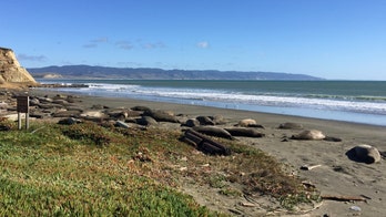 Park rangers in California help revive man at beach