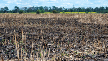 Food insecurity being weaponized by Russia, warns Republican lawmaker: It's a way to 'terrorize people'