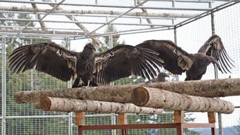 Endangered California condors released in Redwood National and State Parks for first time since 1892