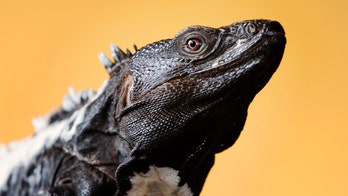 Florida woman shocked to find iguana in her toilet: report