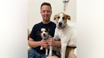 US Navy sailors reunite with the dogs they rescued from near-certain death in the Middle East