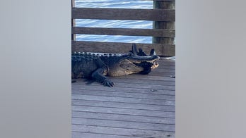 Florida park shuts down after police spot 'aggressive alligator'