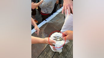 Lee Zeldin's would-be attacker 'tackled' by group of bystanders: 'He had a blade on his hand'