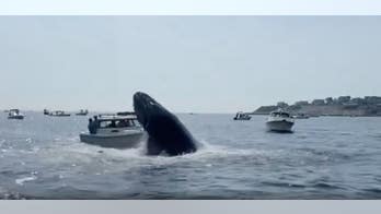 Breaching whale jumps out of ocean and lands on top of a Massachusetts fishing boat