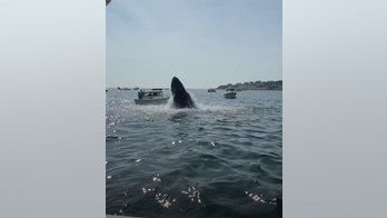 Massive humpback whale body slams boat in Massachusetts