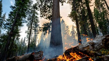 Intentional fires helped save Yosemite sequoias from wildfire, ecologist says
