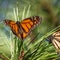Monarch butterflies are officially on the endangered species list