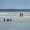 Maine beach reopens after shark sightings