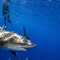American woman killed by shark while snorkeling in the Bahamas