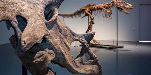 A Triceratops skull pictured with a Gorgosaurus skeleton in the background were both auctioned off at Sotheby’s live Natural History auction in New York on July 28, 2022.