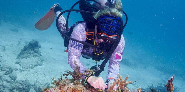 A military veteran zip-ties coral to the reef in Islamorada, Florida.
