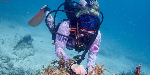 Military veteran Suze MacDonald zip-ties coral to the reef in Islamorada, Florida.