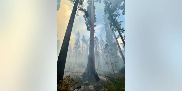 In this photo released by the National Park Service, smoke from the Washburn Fire rises near the lower portion of the Mariposa Grove in Yosemite National Park, California, Thursday, July 7, 2022.
