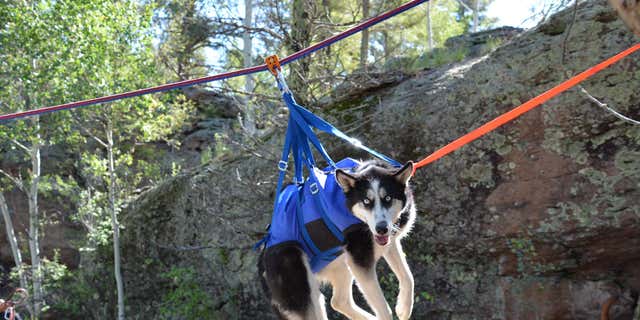 A Husky participates in a special search and rescue training day in El Paso County, Colorado.