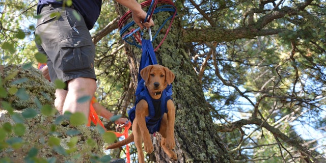 A K-9 practices search and rescue skills during a special training day in El Paso County, Colorado.