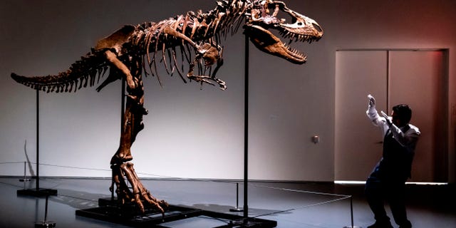 A Sotheby's New York employee demonstrates the size of a Gorgosaurus dinosaur skeleton, the first to be offered at auction, on July 5, 2022, in New York City.
