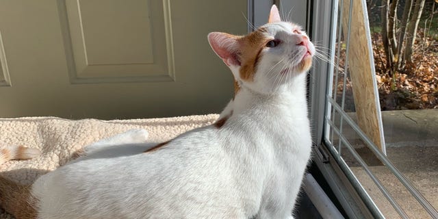 An American short hair cat named Roger basks in the sunlight inside his home in Ramsey, New Jersey.