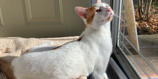 An American short hair basks in the sunlight inside its New Jersey home.