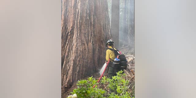 In this photo released by the National Park Service, a firefighter sprays water on a sequoia tree near the lower portion of the Mariposa Grove as smoke rises from the Washburn Fire in Yosemite National Park, Calif., Thursday, July 7, 2022.