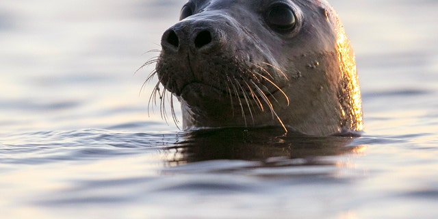 Seals have been washing up on the coast of Maine and scientists blame the bird flu.