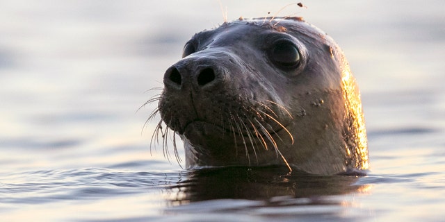 Seals have been washing up on the coast of Maine and scientists blame the bird flu.
