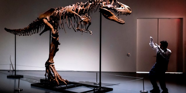 A Sotheby's New York employee demonstrates the size of a Gorgosaurus dinosaur skeleton, the first to be offered at auction in New York.