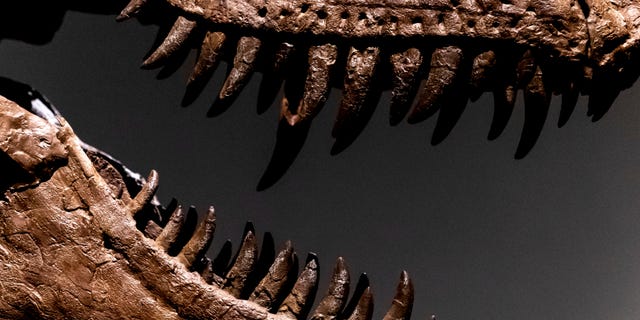 A Gorgosaurus dinosaur skeleton, the first to be offered at auction, is displayed at Sotheby's New York, on July 5, 2022, in New York City.