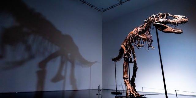 A Gorgosaurus dinosaur skeleton, the first to be offered at auction, at Sotheby's New York, is shown on Tuesday, July 5, 2022, in New York City. 