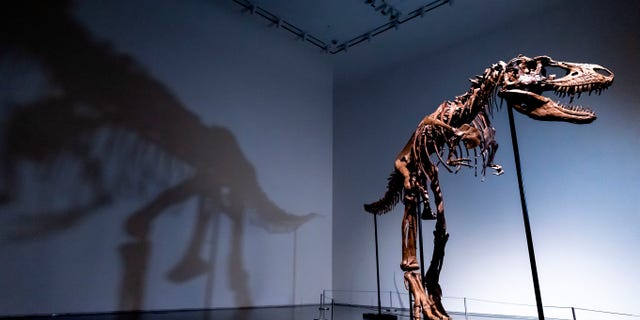 A Gorgosaurus dinosaur skeleton, the first to be offered at auction, at Sotheby's New York, is shown on Tuesday, July 5, 2022, in New York City.