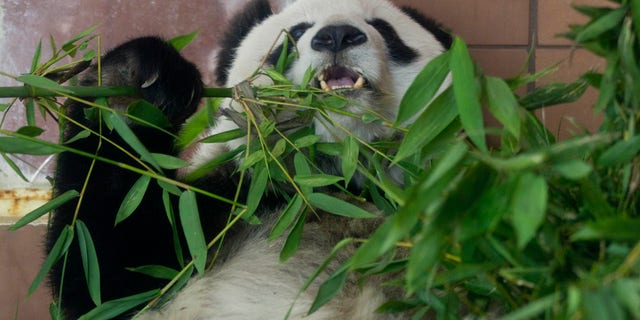 The world's oldest panda, Shuan Shuan, died at the Chapultepec Zoo in Mexico.