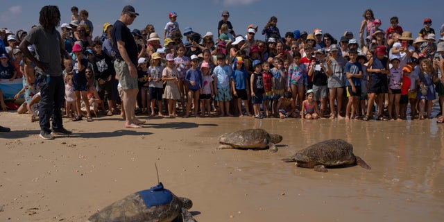 Rescued sea turtles in Israel were released back into the wild.