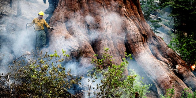 A firefighter protects a sequoia tree as the Washburn Fire burns in Mariposa Grove in Yosemite National Park.